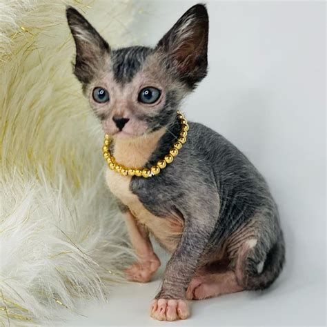 Lykoi cat for sale - Lykoi. The Lykoi is a new and very unusual cat in appearance. They have a wedge-shaped head, large ears and striking golden eyes. Their coat is very soft, with a roan pattern, white hairs scattered through the coat, sparse undercoat except around the eyes, muzzle and feet, giving the appearance of longer guard hairs in other areas.